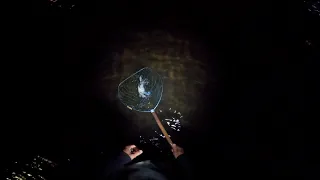 Night Time Blue Crabbing on Cape Cod