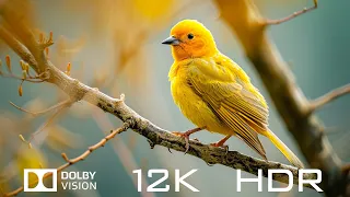 Dolby Vision 12K HDR 120fps - Top 1000 Beautiful Animals In The World And Relaxing Piano Music