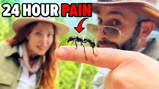 Bullet Ant Challenge - Will It Sting?!