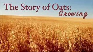 Story Of Oats: Growing