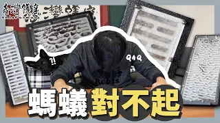 螞蟻對不起，我沒養好你｜「高樓大廈」不適合我｜【臺灣蟻窟】螞蟻明星近況更新