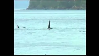 OrcaLab Video: "Springer the Orca Comes Home"