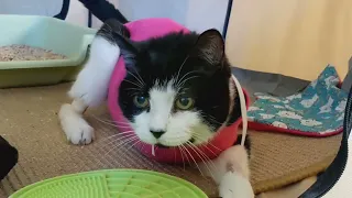 Luanne the senior cat's amputation recovery story