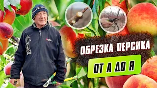 Обрезка персика. Обрезка, формировка и уход за многолетним персиковым садом от А до Я.