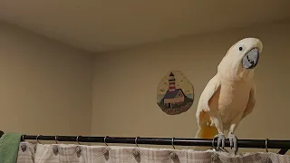 Cockatoo Shower Conversation Continues