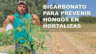 Bicarbonato para prevenir hongos en hortalizas.