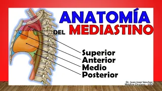 🥇 MEDIASTINO. Anatomía (Divisiones, Contenido, Limites)