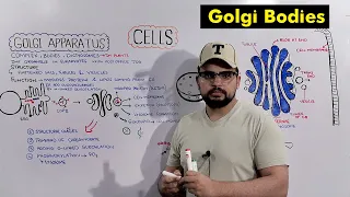 Golgi Apparatus / Golgi Complex Structure and Functions (Detailed Series)