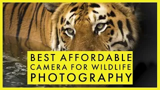 Best Affordable Camera for Wildlife Photography in 2021