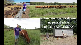 Rolnictwo regeneratywne na przykładzie Lubuskiego Angusowa