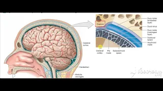 Dural venous sinuses