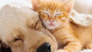 Trending Funny Animals 🤣 Funniest Cats and Dogs 😂😸