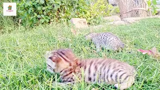 New born kitten meowing😺❤️|Baby cute cats