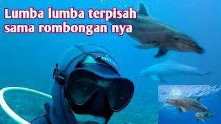 Lumba-lumba Kehilangan Rombongan nya