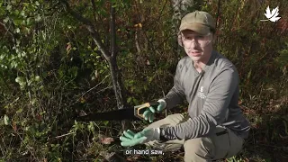 Controlling invasive common buckthorn