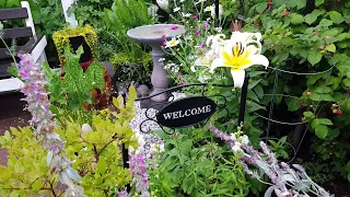 Rain and Thunderstorm in the GARDEN Brings NEW BLOOMS | Garden Tour #garden #gardentour  #rain #new