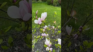 Magnolia  玉兰花 May 8, 2023