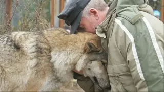 Волчица пришла просить помощи. Лишь один мужчина пожалел её!