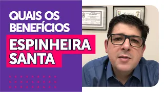 Benefícios do chá de ESPINHEIRA SANTA | Dr Juliano Teles