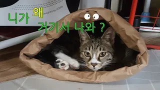 니가 왜 거기서 나와? - 종이봉투 너무 좋아하는 우리냥이들 종이봉투로 숨바꼭질하기