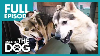 The Wannabee Wolves: Molly and Alfie | Full Episode | It's Me or the Dog