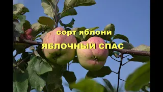 Сорт яблони Яблочный спас