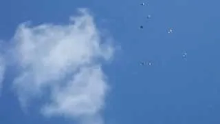 Голуби вертуны, переворачиваются в полёте