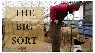 Sorting Ewes & Rams After Breeding Season (THE BIG SORT): Vlog 107