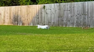 Jack Russell chases a wild rabbit