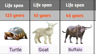 life span of different animals| average age  of animals