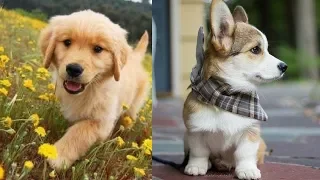 Cutes dogs | Cutest dog in the world | Cute dogs clips #5