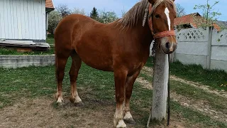 🥁Лиса завітала в гості 💥 Кобила з села Заріччя 💥