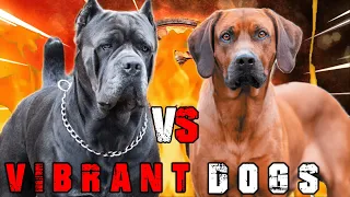 Cane Corso vs Rhodesian Ridgeback | Rhodesian Ridgeback vs Cane Corso | Billa Boyka |