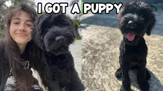 I GoT A 35LB GIANT SCHNAUZER PUPPY (puppy vlog)