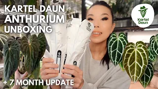 Kartel Daun anthurium unboxing + 1 week check-in and updates from last year's plants!