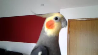 Male cockatiel whistling