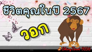 ปีวอก🐒ชีวิตคุณในปี 2567🪴🪔@ShinyTarot9156