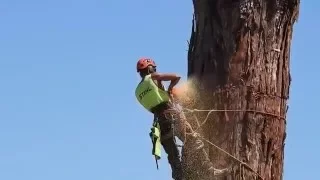 Felling a huge Redwood tree in Taradale New Zealand16 January 2016