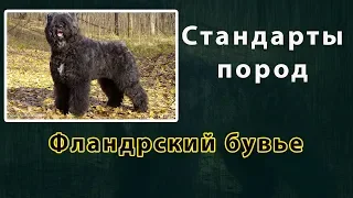 Стандарты пород Фландрский бувье