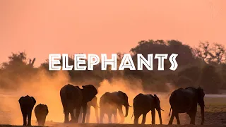 The Endangered: Elephants