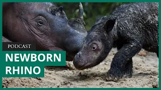 Mongabay Explores: She's here! A Sumatran rhino is born