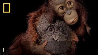 Save Together | Endangered Species Day | National Geographic UK