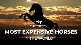 10 Most Expensive Horses in The World