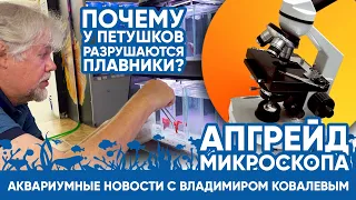 Аквариумные новости с Владимиром Ковалевым (31.08.2023). Кормим петушков, показываем наш микроскоп.