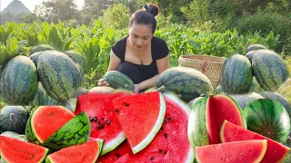 Harvest watermelon gardens to sell at the market, build toilets, grow bananas and vegetables