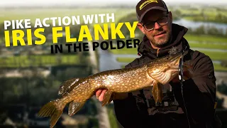 SPRO - Pike Action With IRIS Flanky In The Polder