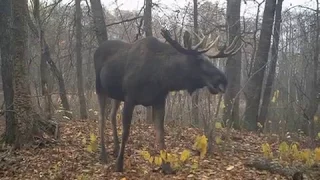 Таинственный и дикий Чернобыль попался в фотоловушку биолога