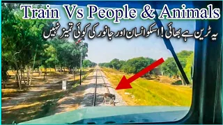 Train Vs Animals, Trains Don't Spare Anything Which Comes In Their Way