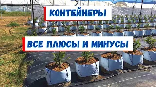 Всё о контейнерах для голубики