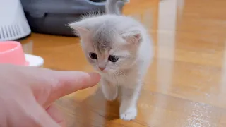 The kitten who strictly checks her body when she gets home is so cute...